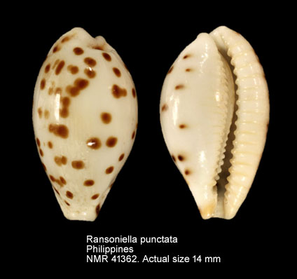 Ransoniella punctata.jpg - Ransoniella punctata(Linnaeus,1771)